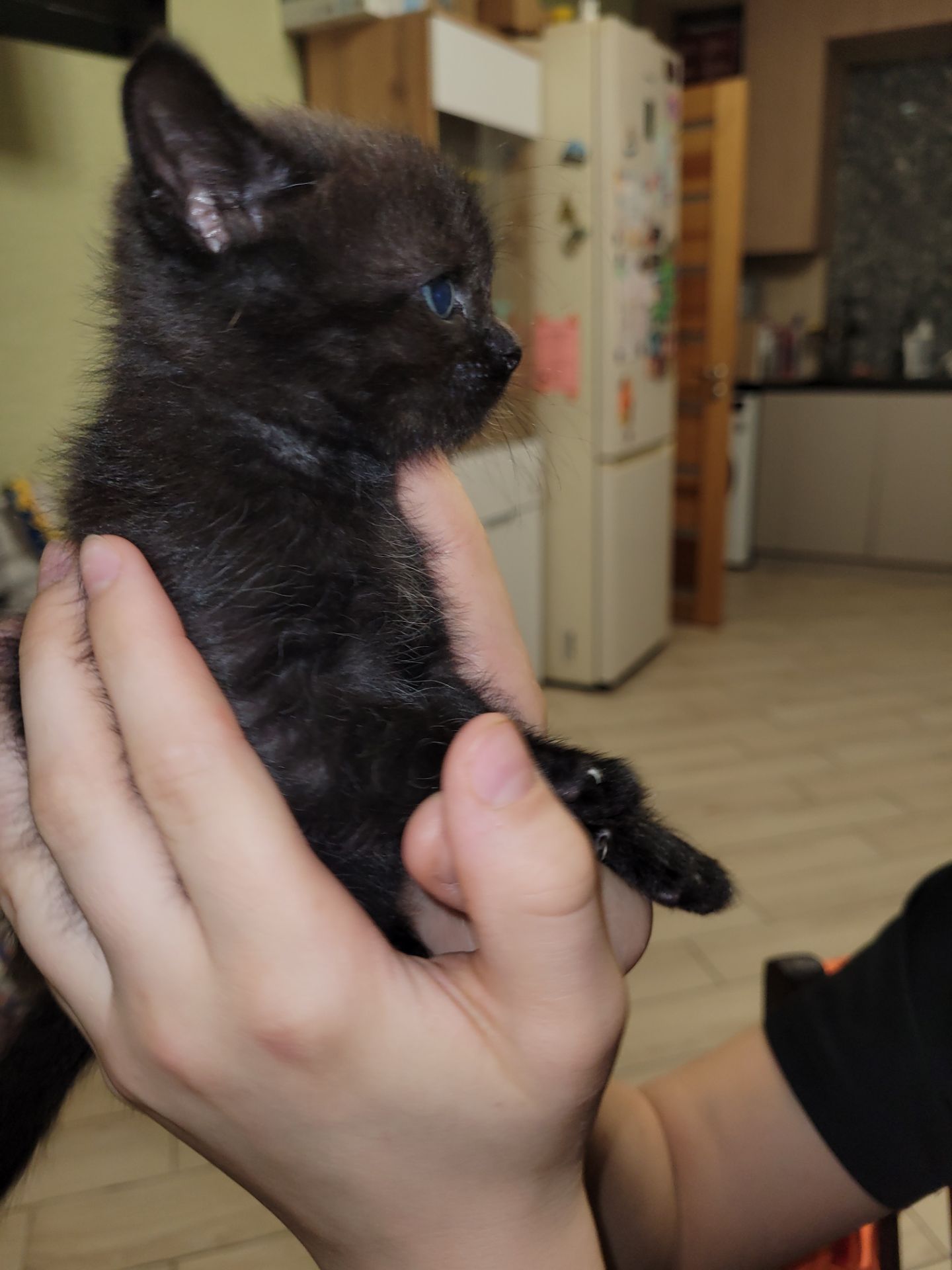 Кошенята канадський сфінкс браш