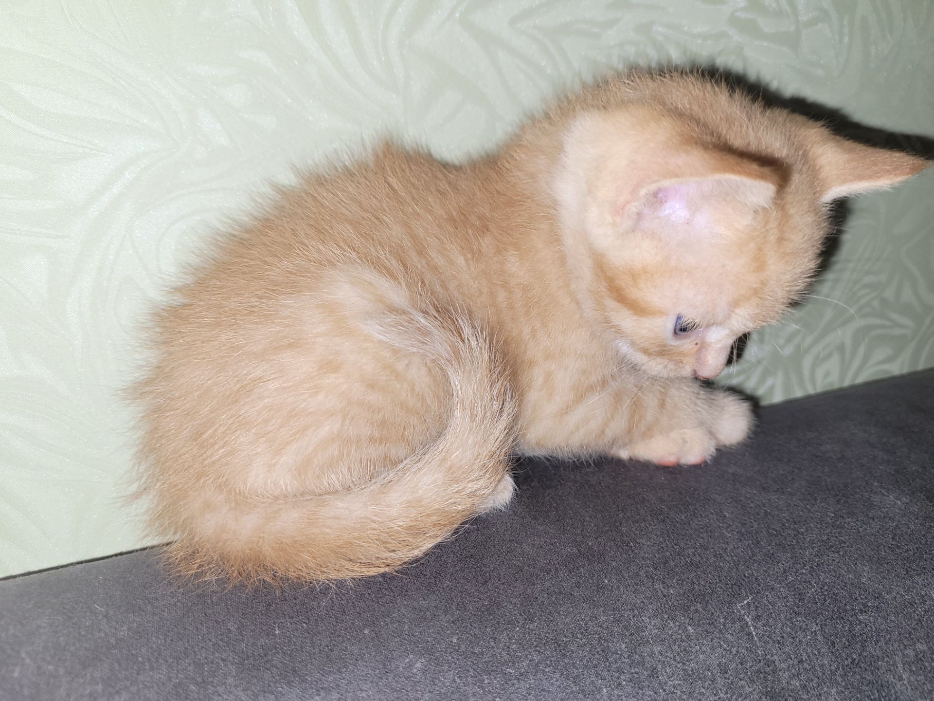 Кошенята канадський сфінкс браш