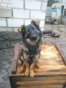 В Гарні руки