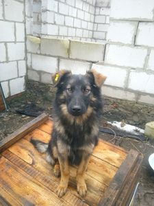 В Гарні руки