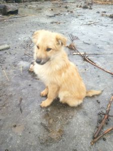 Ярик активний, грайливий в Гарні руки