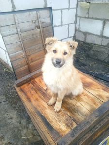 Ярик активний, грайливий в Гарні руки