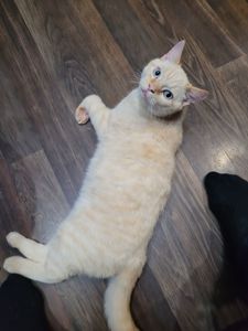 Кошенята канадський сфінкс браш