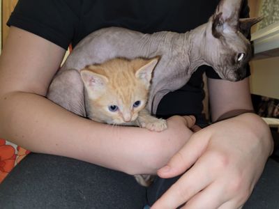 Кошенята канадський сфінкс браш