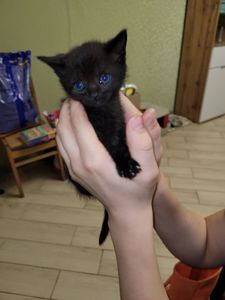 Кошенята канадський сфінкс браш