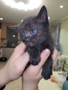 Кошенята канадський сфінкс браш