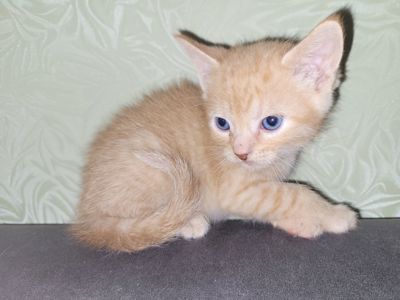 Кошенята канадський сфінкс браш