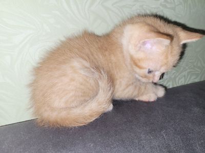 Кошенята канадський сфінкс браш