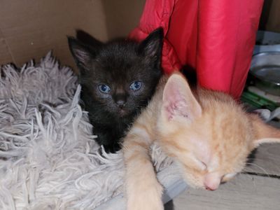 Кошенята канадський сфінкс браш