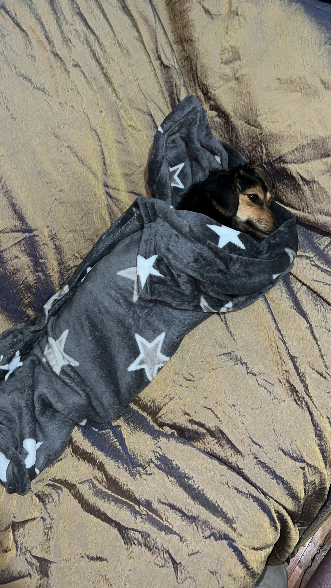 Дівчинка Такса