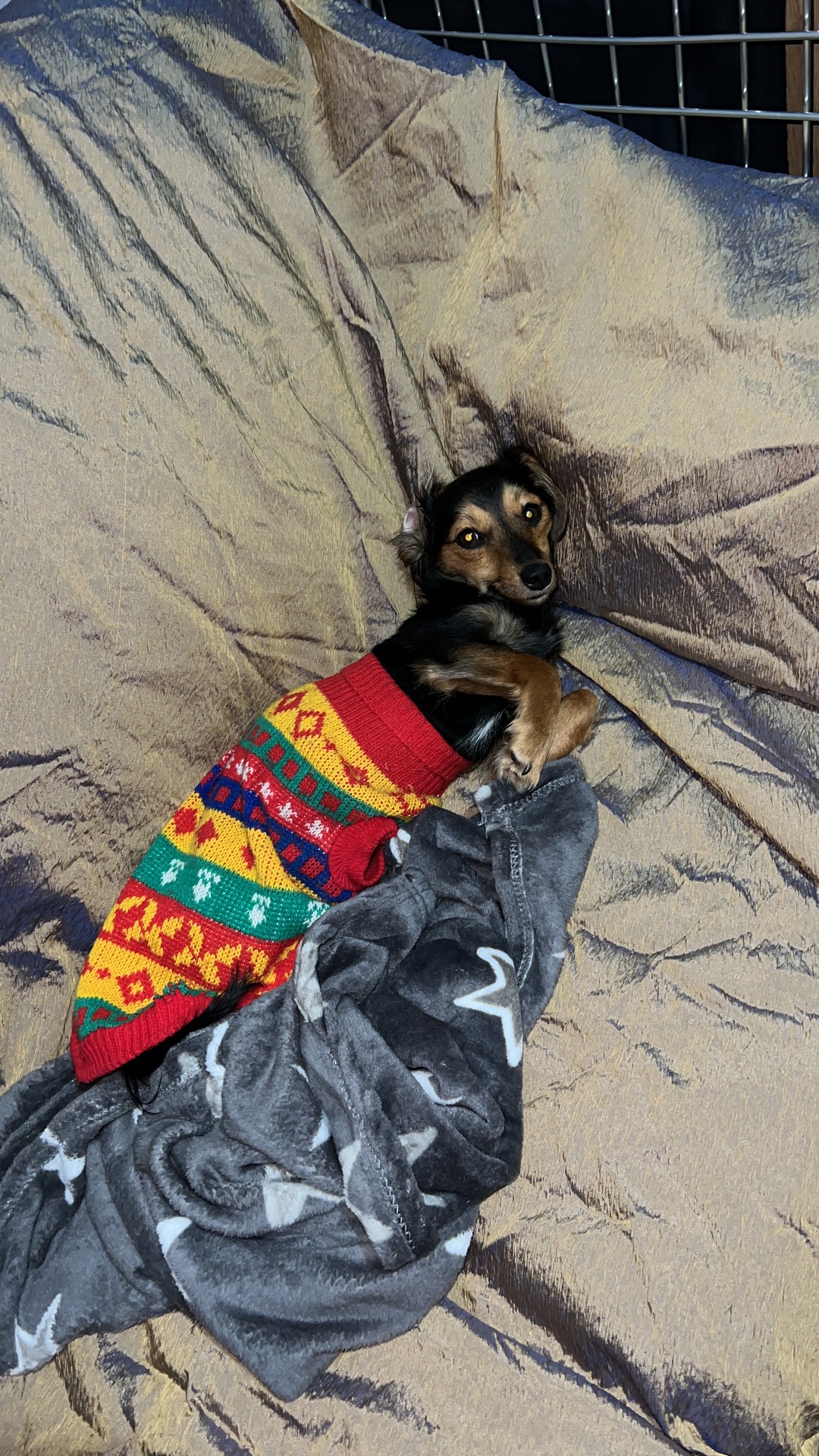 Дівчинка Такса