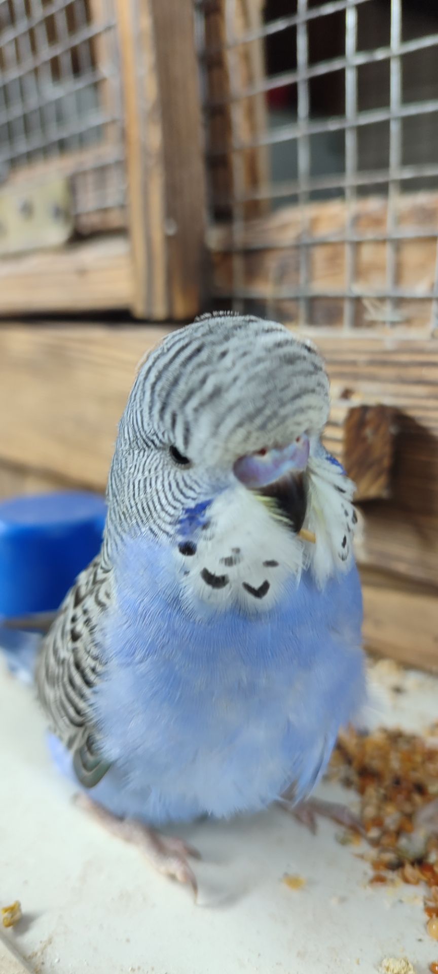 Хвилясті папуги