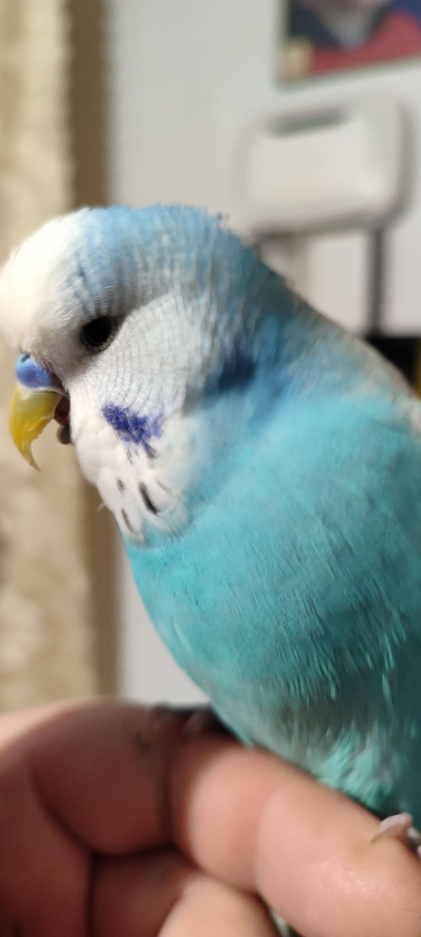 Хвилясті папуги