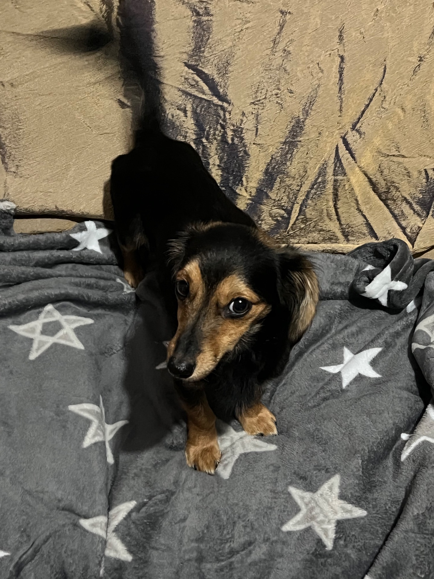 Дівчинка Такса