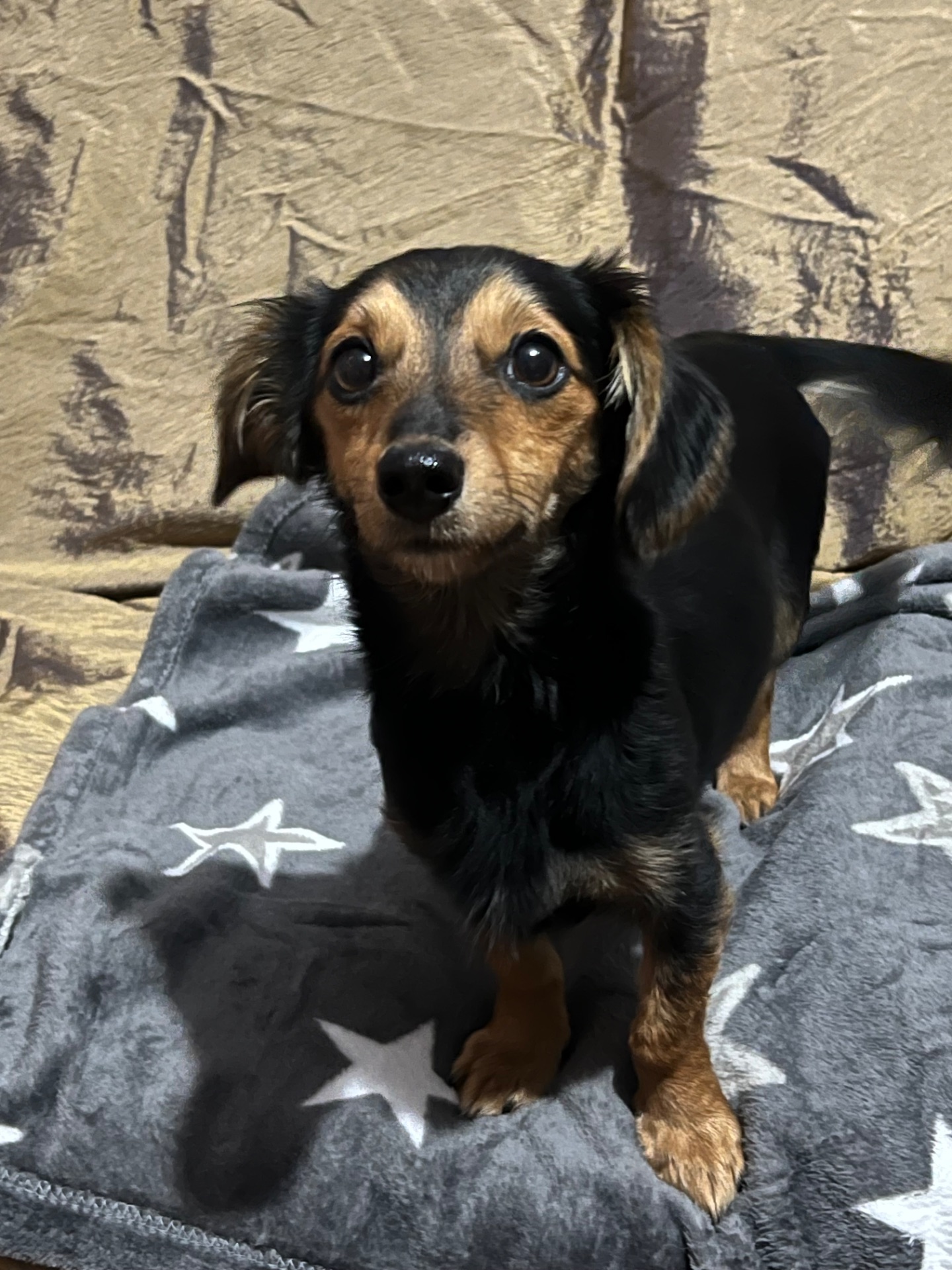 Дівчинка Такса