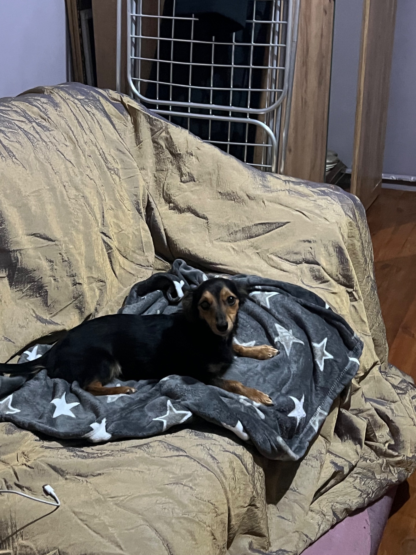 Дівчинка Такса