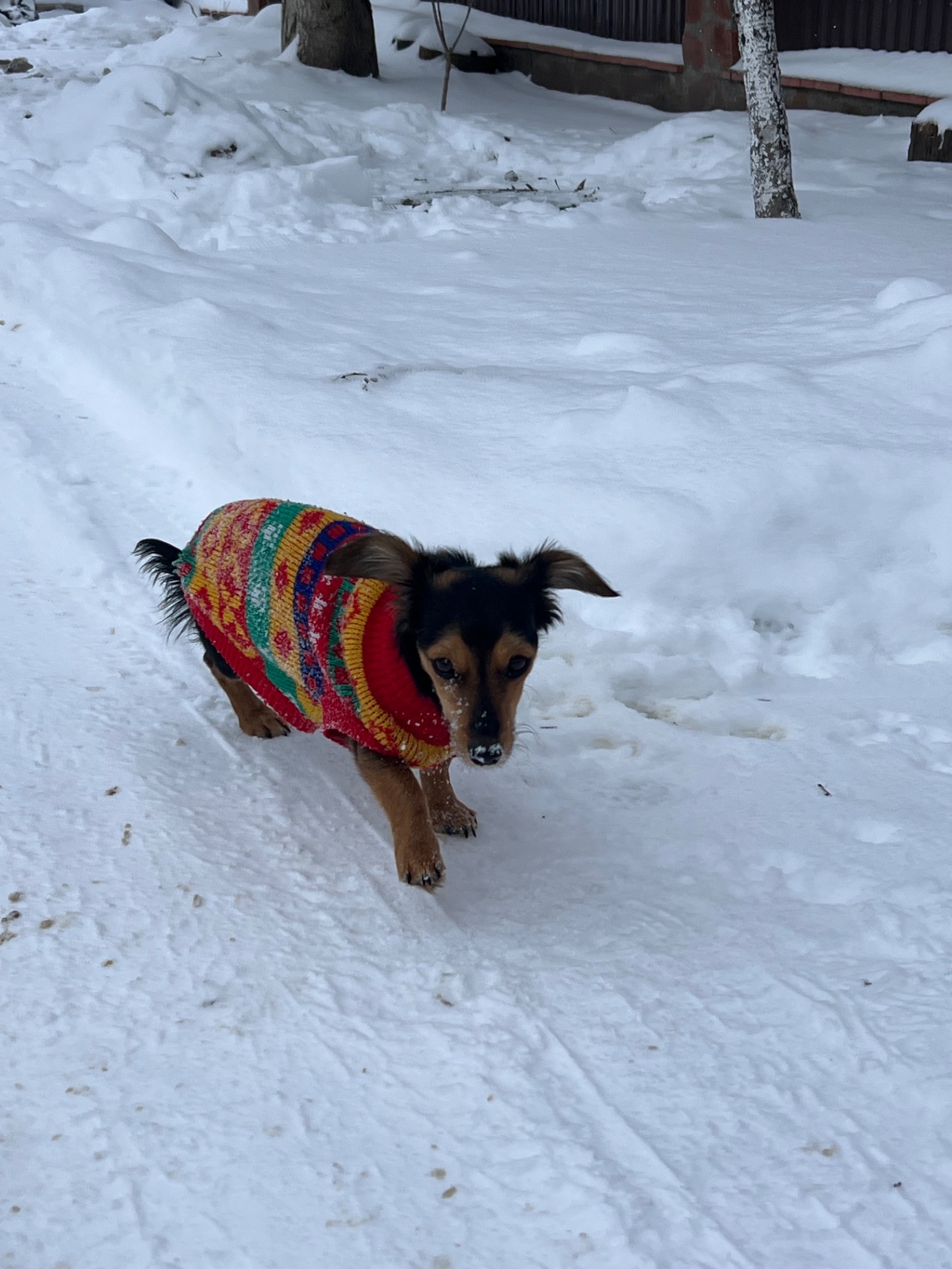 Дівчинка Такса