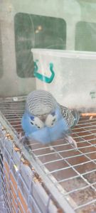 Хвилясті папуги