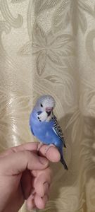 Хвилясті папуги