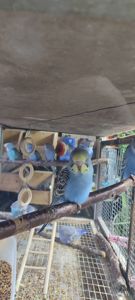 Хвилясті папуги