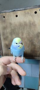 Хвилясті папуги