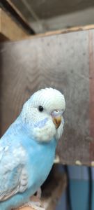 Хвилясті папуги