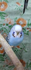 Хвилясті папуги