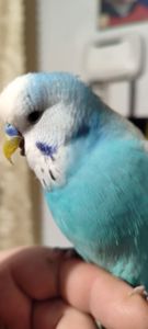 Хвилясті папуги