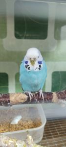 Хвилясті папуги