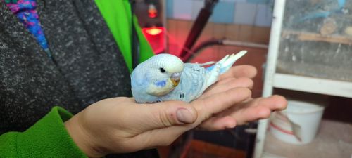 Хвилясті папуги