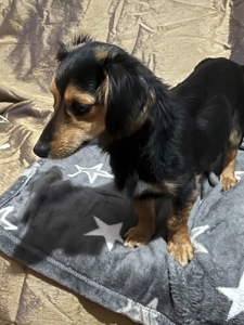 Дівчинка Такса