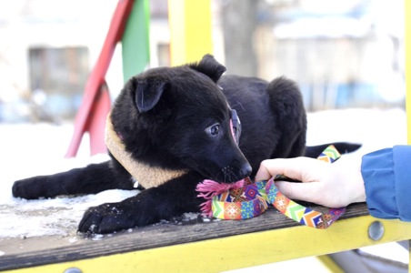 Маленька Чупсі шукає люблячу сім'ю