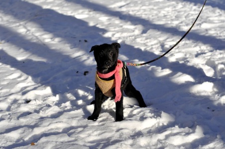 Маленька Чупсі шукає люблячу сім'ю