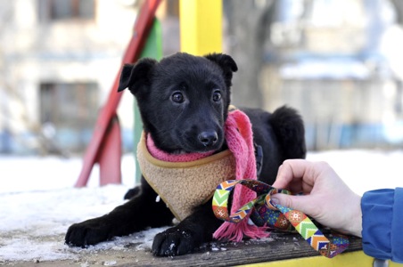 Маленька Чупсі шукає люблячу сім'ю