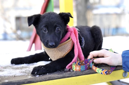 Маленька Чупсі шукає люблячу сім'ю