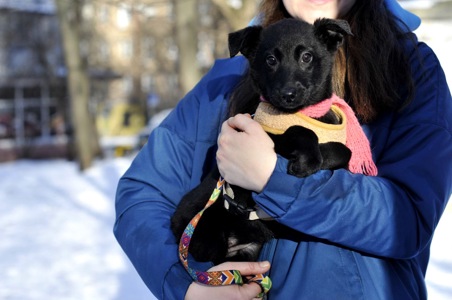 Маленька Чупсі шукає люблячу сім'ю