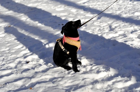 Маленька Чупсі шукає люблячу сім'ю