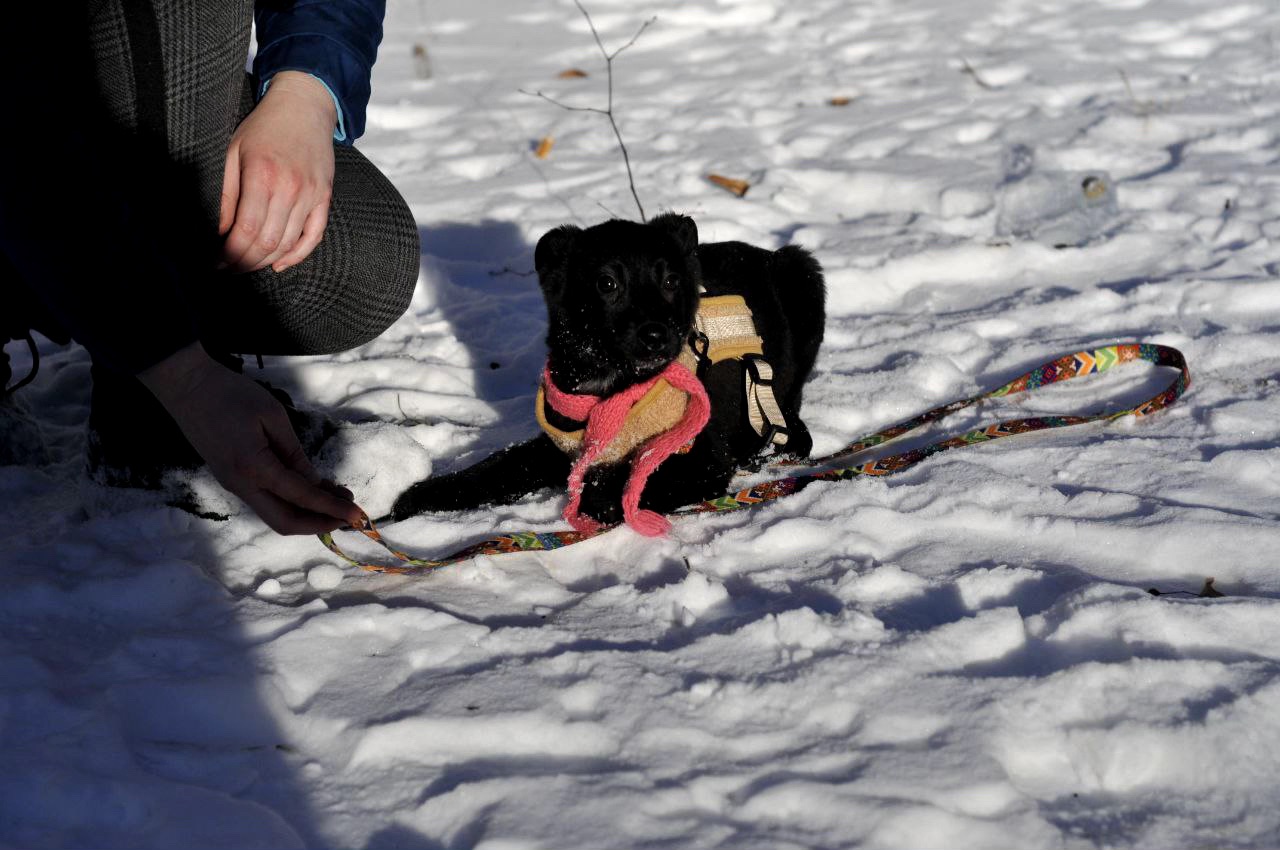 Маленька Чупсі шукає люблячу сім'ю