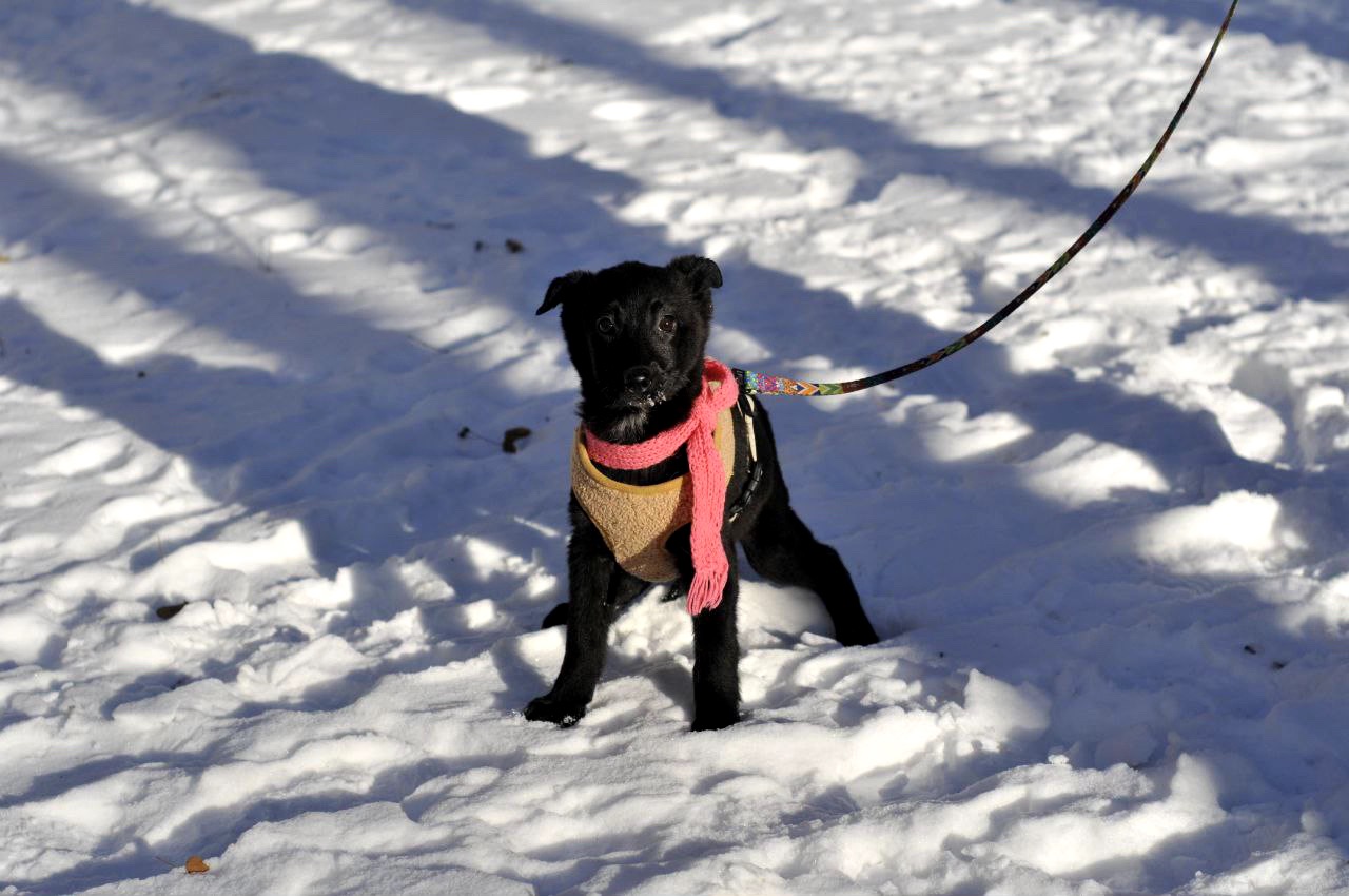 Маленька Чупсі шукає люблячу сім'ю