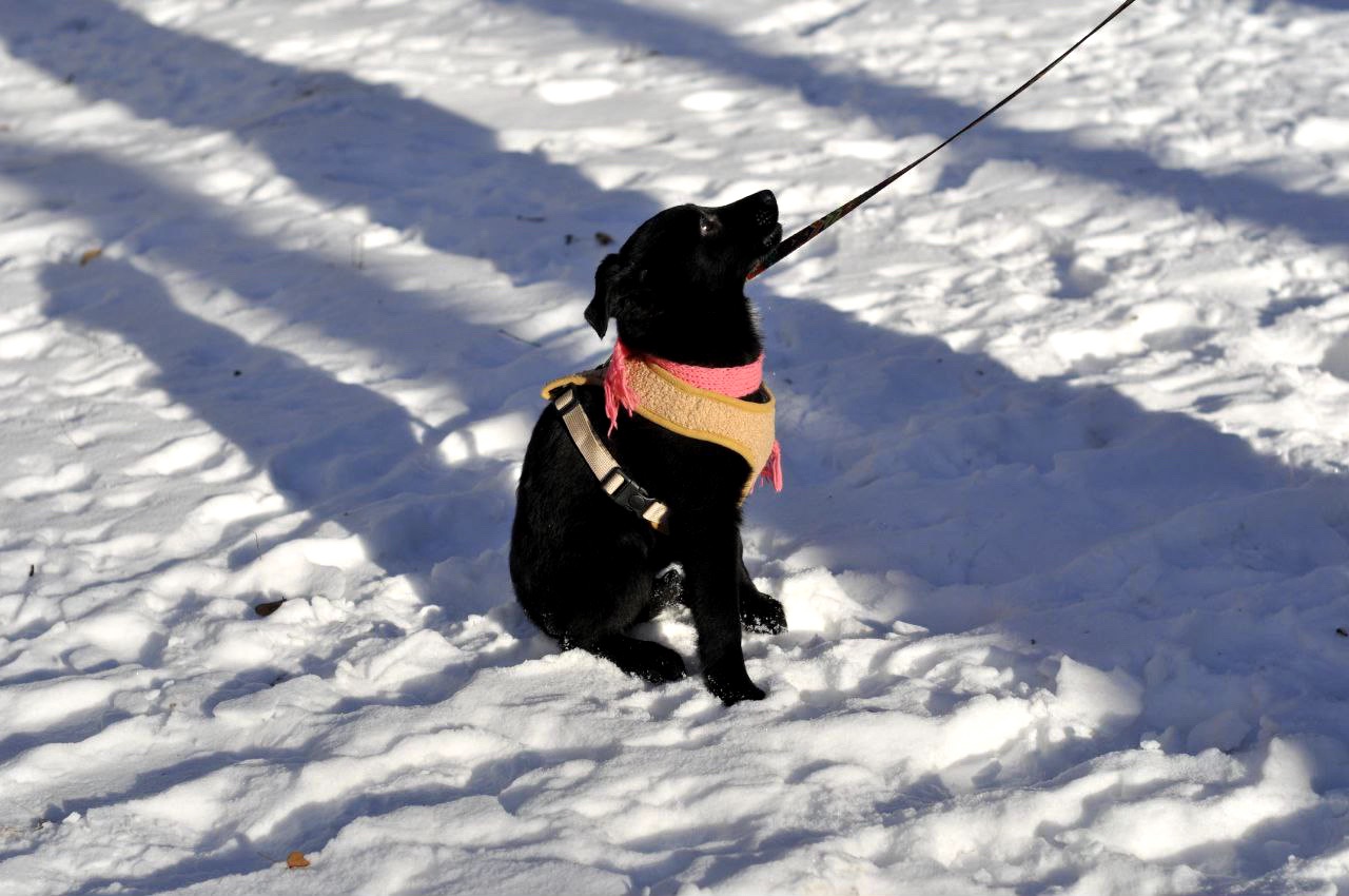 Маленька Чупсі шукає люблячу сім'ю