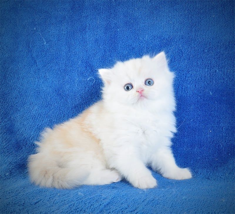 Длинношерстный милый котик Флаффи