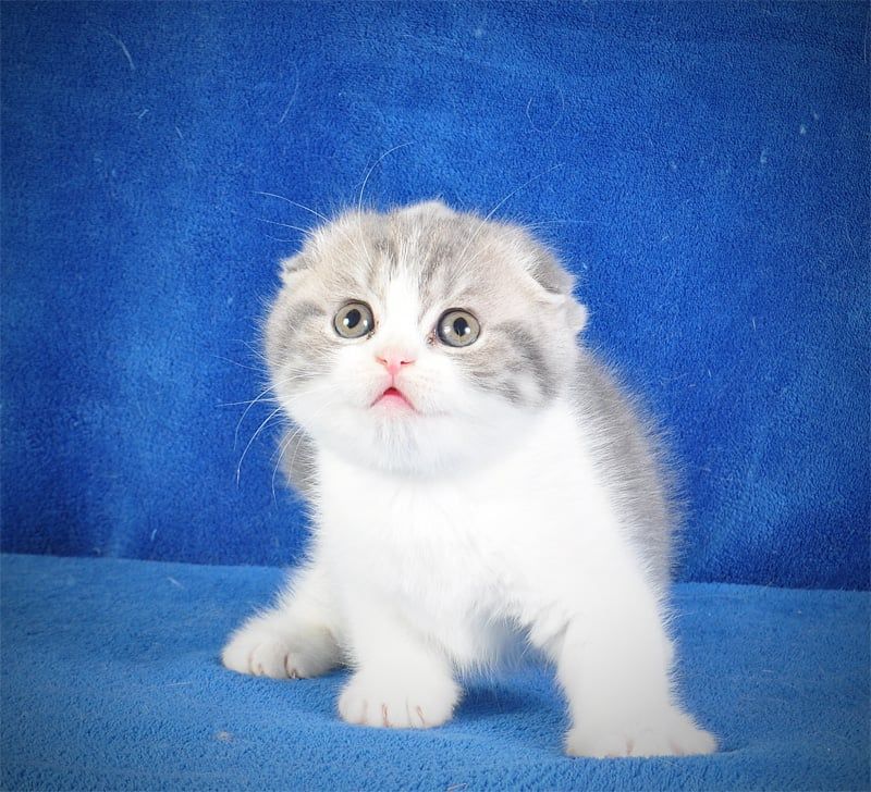 Нежная девочка голубая мрамор биколор