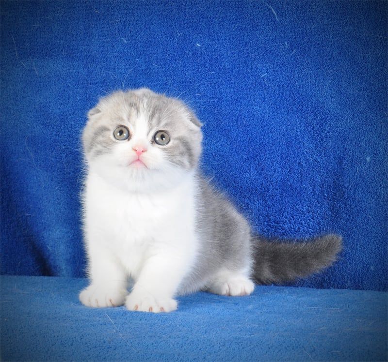 Нежная девочка голубая мрамор биколор