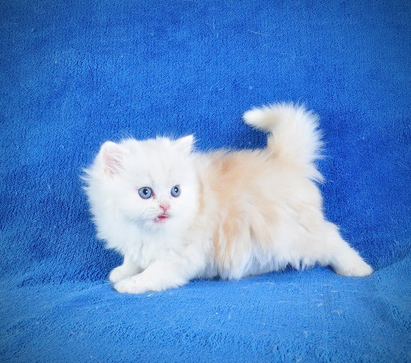 Длинношерстный милый котик Флаффи