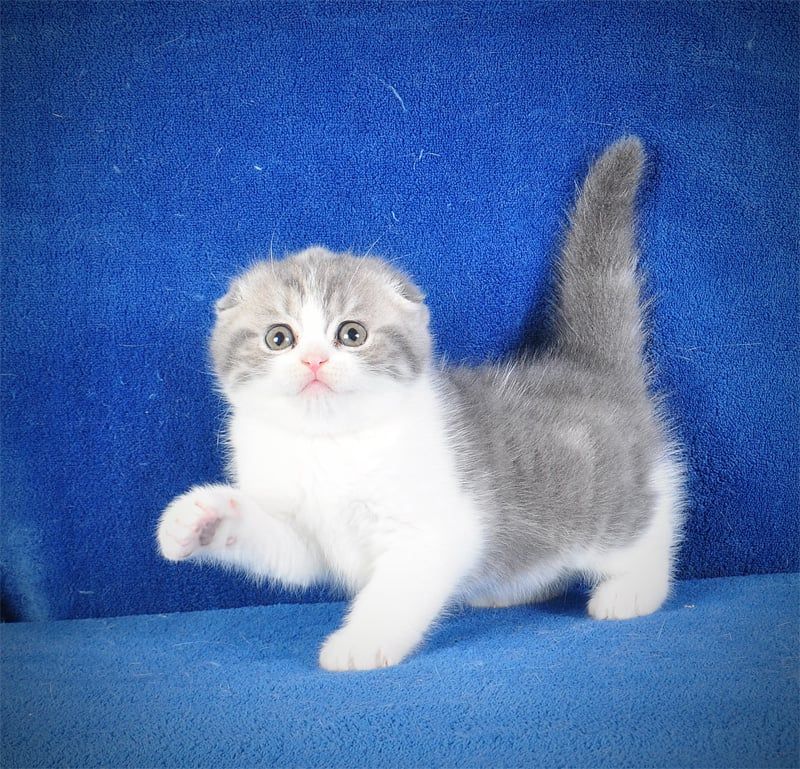 Нежная девочка голубая мрамор биколор