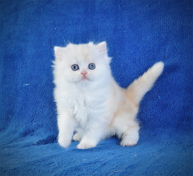 Длинношерстный милый котик Флаффи