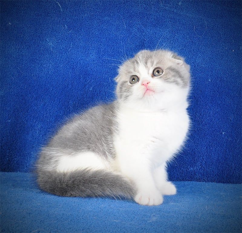 Нежная девочка голубая мрамор биколор