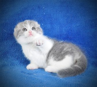 Нежная девочка голубая мрамор биколор