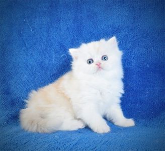 Длинношерстный милый котик Флаффи