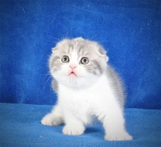 Нежная девочка голубая мрамор биколор